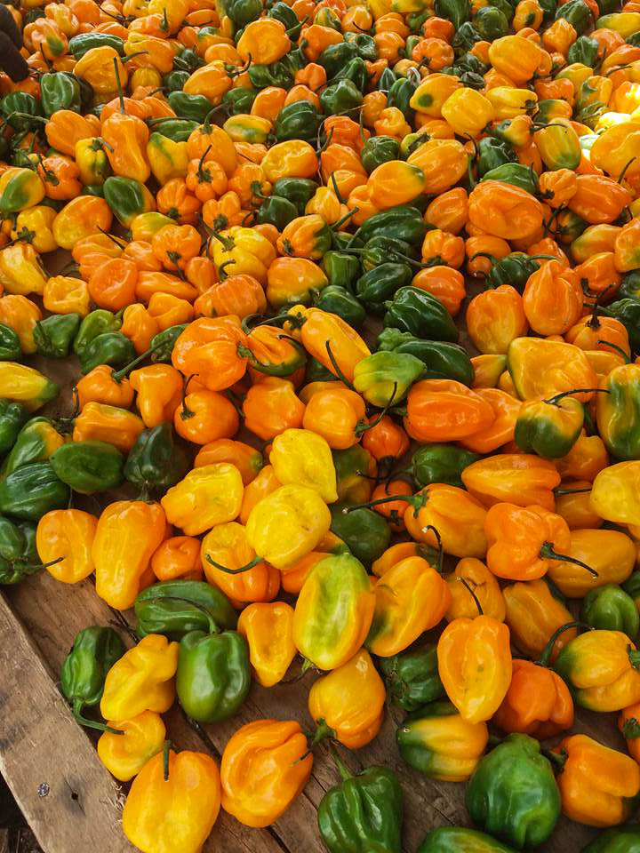 agricultural senegal technology mobile senegalese cuisine daily revolutionizes africa chili pepper dishes local talkafrica ke