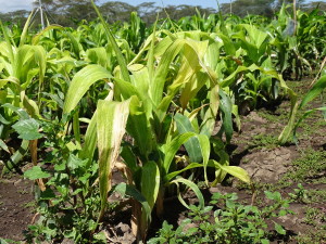 Maize affaected by MLN at the MLN Screening facilty at KALRO Naivasha