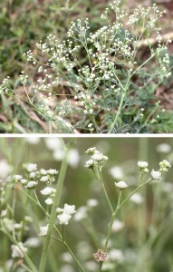 Parthenium weed (2)