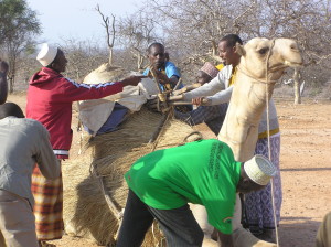 Loading the camel for the Camel Caravan trek - By Winnie Kamau