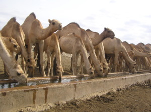 Camel drinking water - By Winnie Kamau