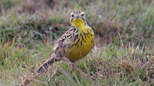Sharpe's Longclaw bird - Photo Credit : Charlie Moore.