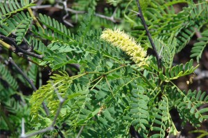 prosopis juliflora