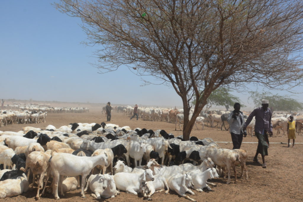 Animals Relax before starting the journey to grazing area in Merti isiolo County Kenya. They walk for over 30kilometres to the well and do not graze during watering days.