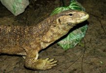 Online retailers selling lizard penises for religious rituals