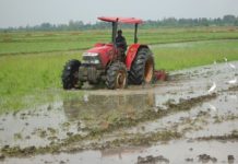 Rice worth millions destroyed by Quails in Bunyala Rice Scheme