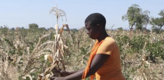 Experts Warn on Need for Urgent Mitigation of Climate Change in Africa