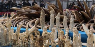 Ivory Poaching Reduces in Kenya as China Rallies Anti-Poaching Campaigns
