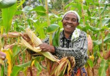 Kenya Gears Towards Post-Harvest Loss Reduction Plan in Africa