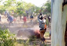 Busia Residents Kill and Feast on a Hippo on the Loose