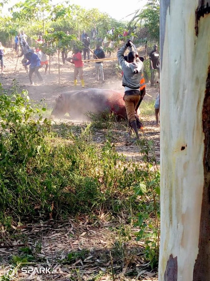 residents-attacking-the-hippo-in-lwero-vilage