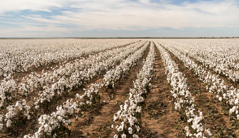 BT Cotton Expected to Boost Cotton Production in Kenya - Talk Africa