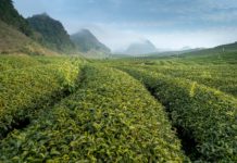 Kenyan Tea Plantation Workers File a Complain Against Unilever