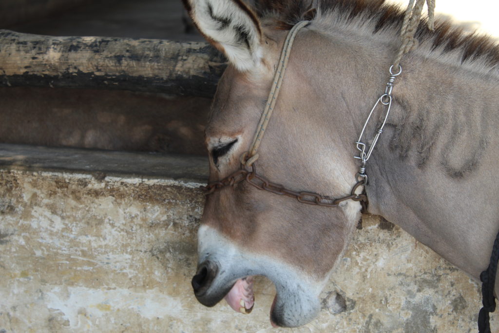 In Pictures: Inside Lamu's Donkey Sanctuary Sea Front Clinic