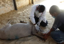 In Pictures: Inside Lamu’s Donkey Sanctuary Sea Front Clinic