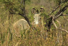 Kenya: Drought Increasing Poaching of the Grevy’s Zebras in Samburu North