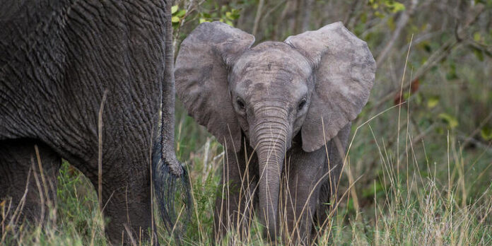 African bush elephant (Loxodonta africana), calf.Ol Pejeta Conservancy, Kenya.