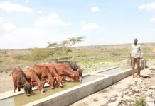 Climate Change Impacts Utterly Devastating Pastoral Communities in Kenya