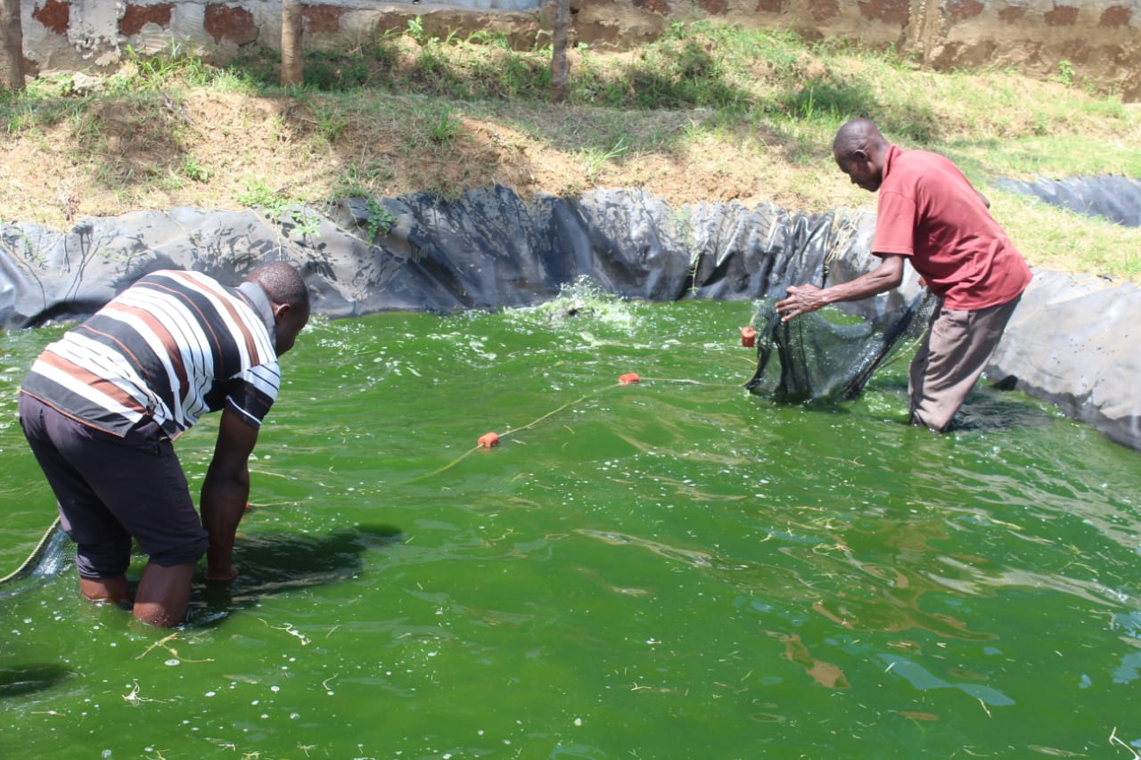 Fishpond Farming At Lake Victoria An Alternative Source for Fishermen -  Talk Africa