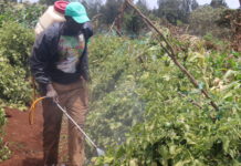 Hazardous Pesticides Banned in EU Markets Retail in Kenya and Cameroon