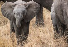 Biodiversity Loss Threatens Livelihoods, Experts Have Warned