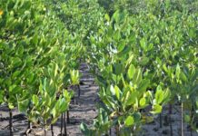 Concerns Raised as Mangroves at Kenyan Coast Endangered