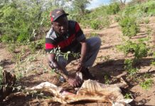 Baringo’s Indigenous Communities Overcoming Powerful and Intrusive Mathenge