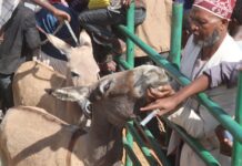 Sigh of Relief as Donkey Cross-border Trade Ceases in Marsabit County