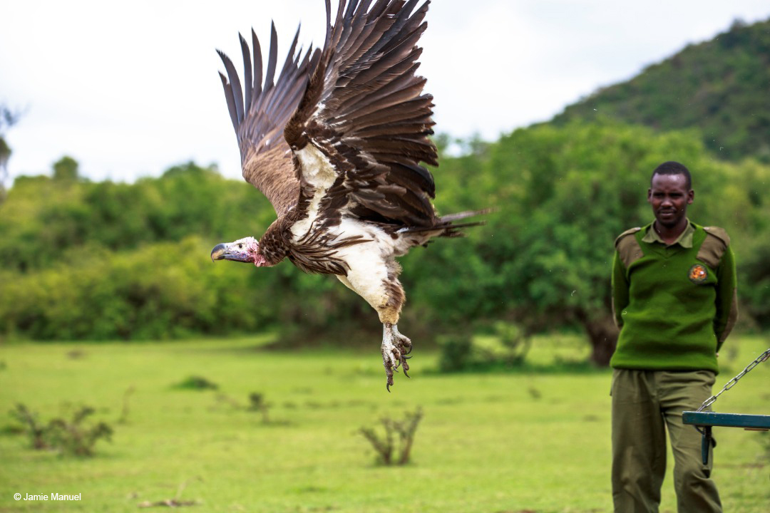 Wildlife Protection Organizations Raise Alarm Over Vulture Poisoning in  East Africa - Talk Africa