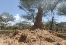Sandflies that transmit visceral leshmaniasis hide in this anthills.