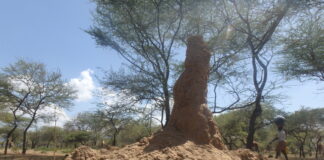 Sandflies that transmit visceral leshmaniasis hide in this anthills.