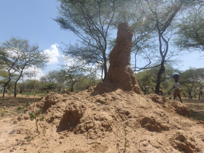 Sandflies that transmit visceral leshmaniasis hide in this anthills.