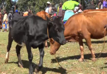 Modernizing Kenya’s Livestock Sector: An Overview of the New Livestock Bill on Chips, Tags, and Markets