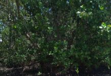 Restoring Balance: The Intersection of Science and Community in Protecting Mangroves