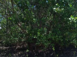 Restoring Balance: The Intersection of Science and Community in Protecting Mangroves