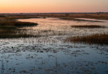 Wetlands: A Powerful Ally in Climate Resilience We Can’t Afford to Overlook