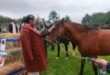 Kenya Takes Action to Protect Horses Amid Growing Welfare Concerns