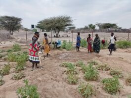 Displaced Three Times: When Drought, Conflict, and Floods Collided in Turkana North