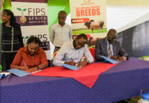 Busia County Partners with FIPS Africa and KAGRC to Slash AI Costs and Transform Dairy Farming