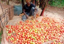 How Kirinyaga Farmers Are Embracing Irrigation to Boost Food Security
