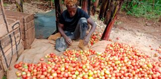 How Kirinyaga Farmers Are Embracing Irrigation to Boost Food Security