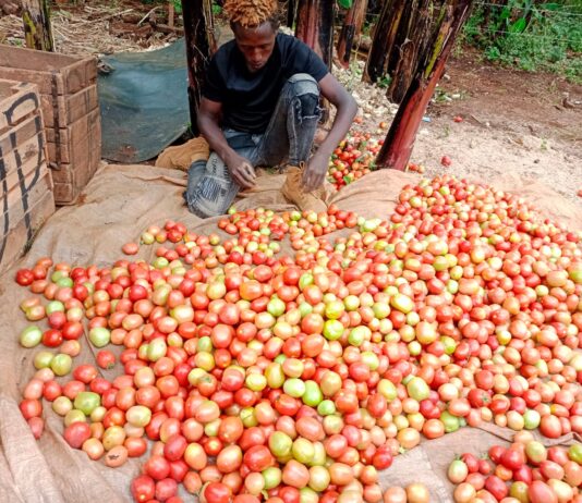 How Kirinyaga Farmers Are Embracing Irrigation to Boost Food Security
