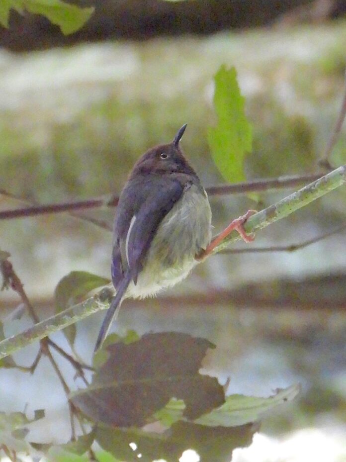 Taita apalis (Apalis fuscigularis) perching on a tree at Vuria Forest PHOTO ALBERT MWANGEKA