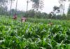The Hidden Cost of Kenya’s Food: Degrading Soil Threatens Agriculture