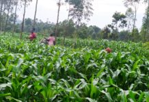 The Hidden Cost of Kenya’s Food: Degrading Soil Threatens Agriculture