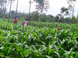 The Hidden Cost of Kenya’s Food: Degrading Soil Threatens Agriculture