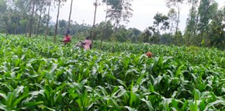 The Hidden Cost of Kenya’s Food: Degrading Soil Threatens Agriculture
