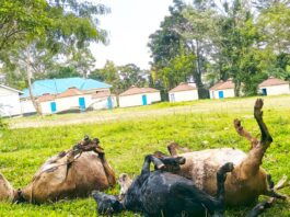 Unveiling the Illicit Meat Trade Behind Rising Cattle Theft