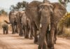 Kenyan Elephants May be Self- Medicating With Plants, Study Finds