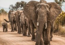 Kenyan Elephants May be Self- Medicating With Plants, Study Finds